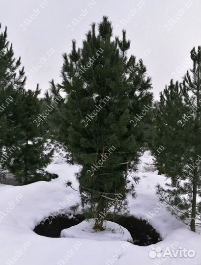 Дерево кедра