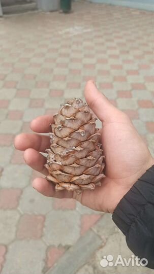 Шишки кедровые (отборные)