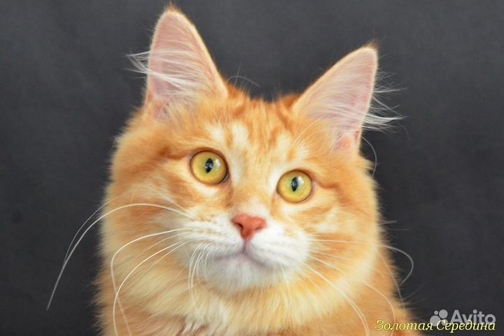 Курильский бобтейл