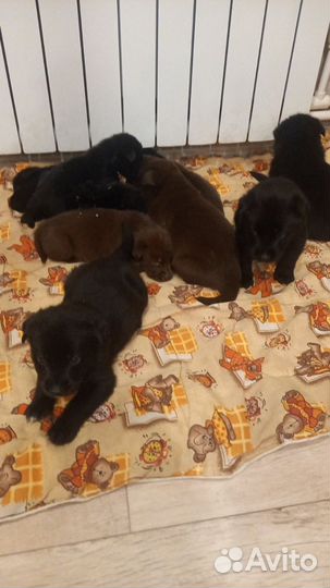 Щенята лабрадора в добрые руки