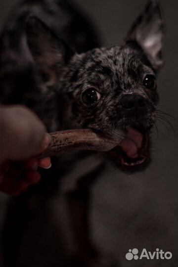 Вязка франзузский бульдог/чихуа