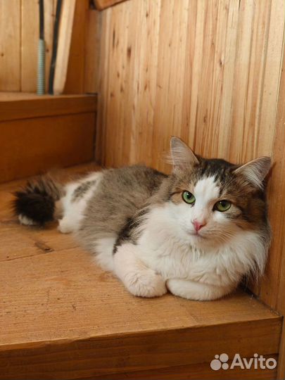 Кот бесплатно