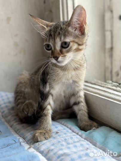 Малышка Ириска ищет дом