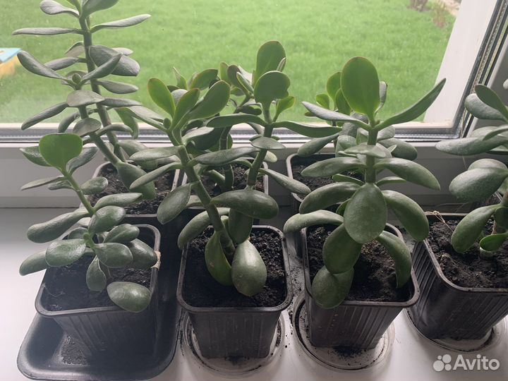 Денежное дерево (толокнянка)