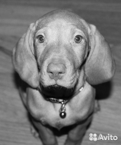 Выжлятки. щенки из питомника. документы РКФ