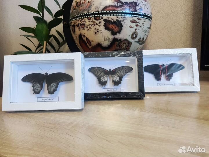 Бабочки в рамке