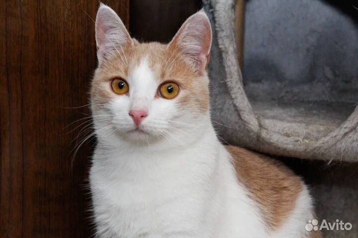 Котик ищет дом
