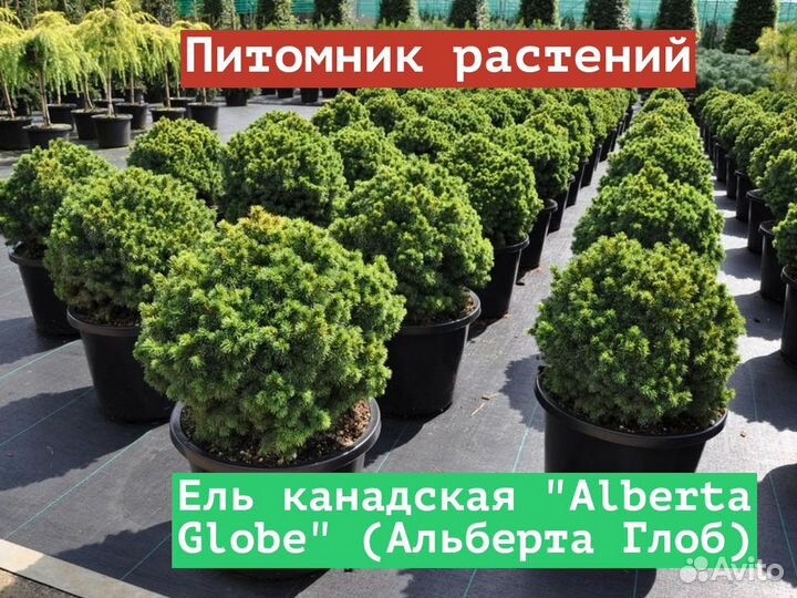 Саженцы Ель канадская Alberta Globe (Альберта Гло