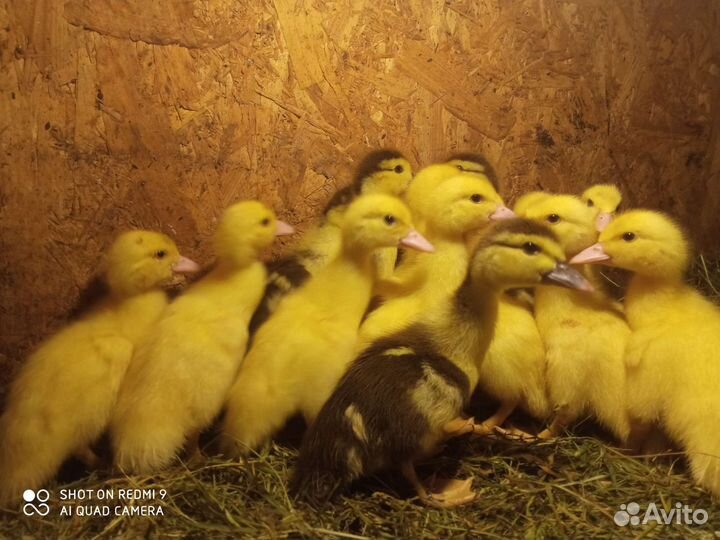 Мускусные утята