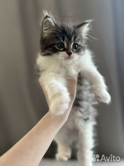 Котенок мейн-кун
