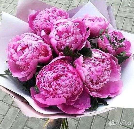 Пионы Букет пионов