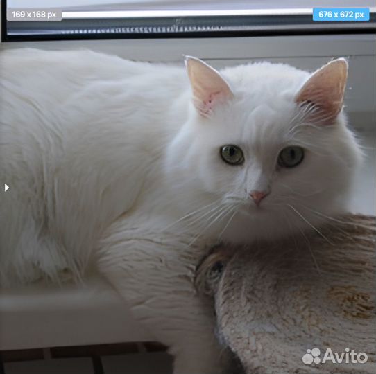 Кот Беляш в добрые руки