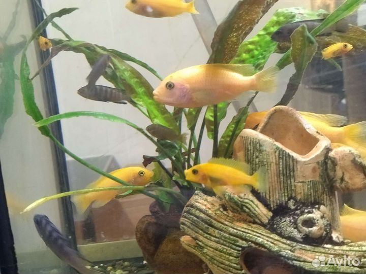 Аквариумные рыбки