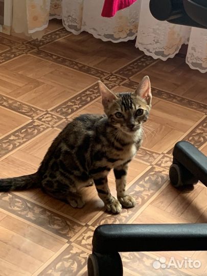 Бенгальский котёнок