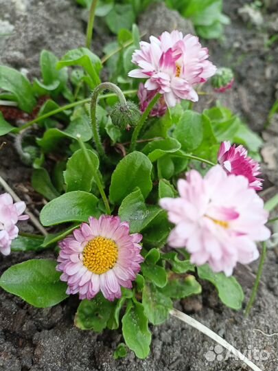 Многолетники садовые обменяю на луковичные и др