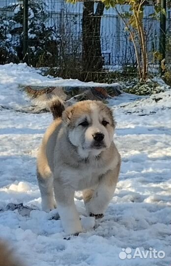 Среднеазиатская овчарка, щенки Алабая