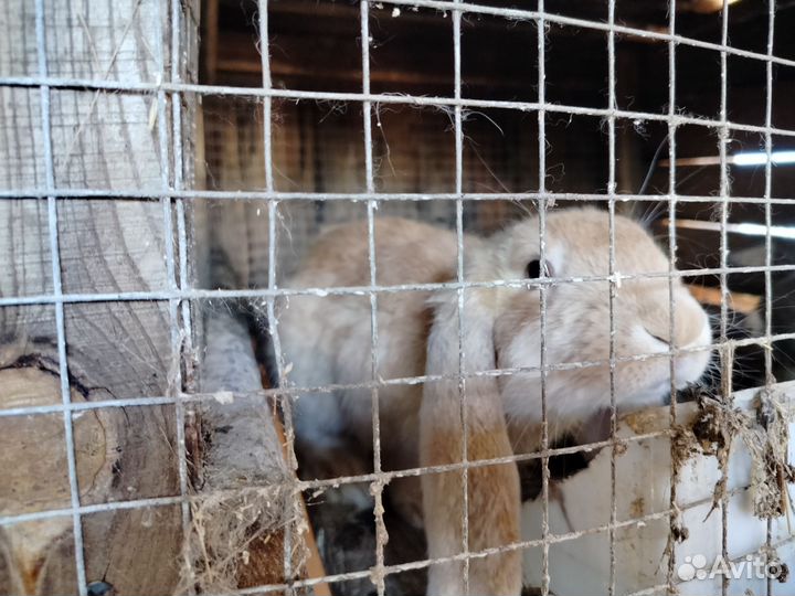 Кролики породы французский баран