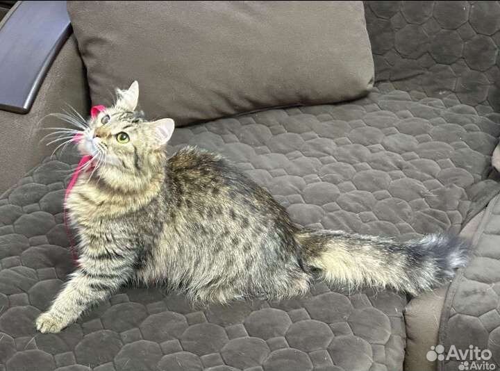 Кошечка в добрые руки