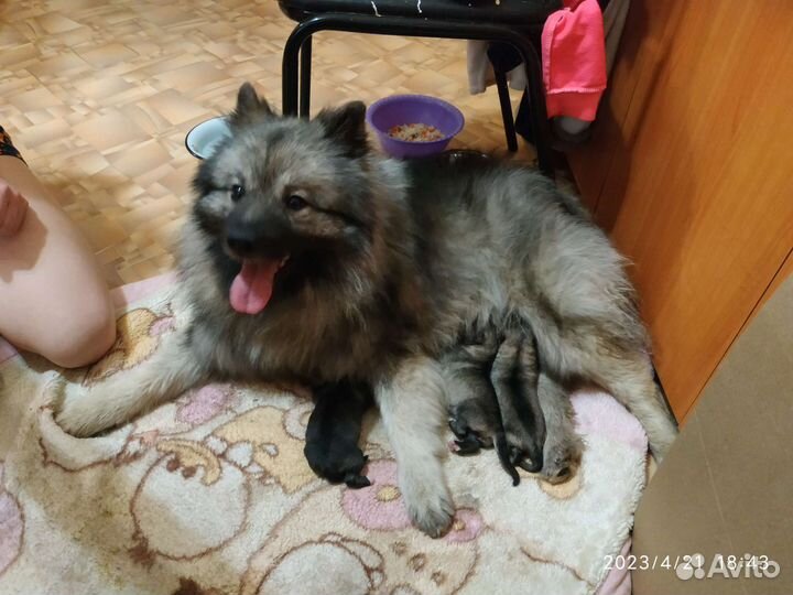 Щенки немецкий Вольфшпиц(Кеесхонд)