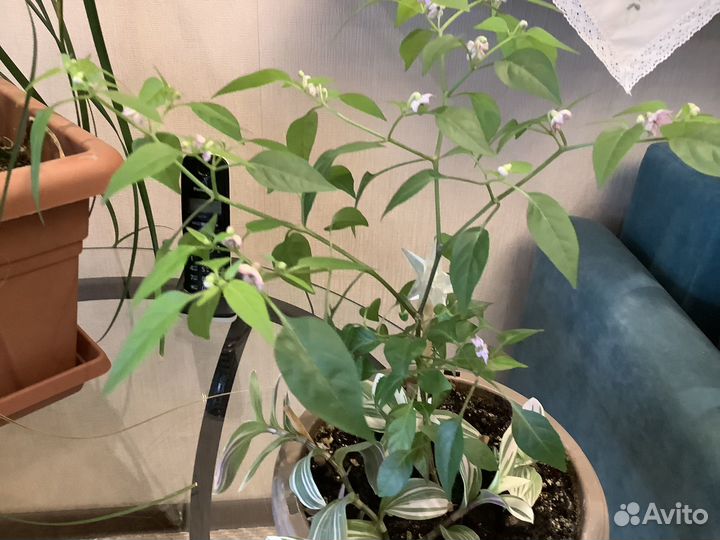 Декоративнй комнатный перчик