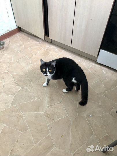 Шотландская кошечка