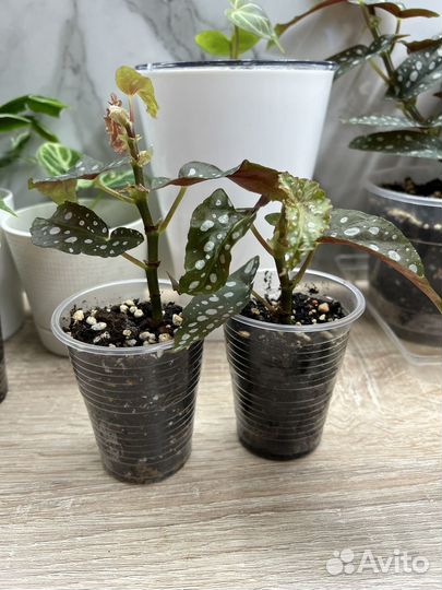 Бегония Макулата