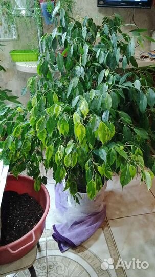 Эониум, сцендаптус,китайское денежное дерево пилея