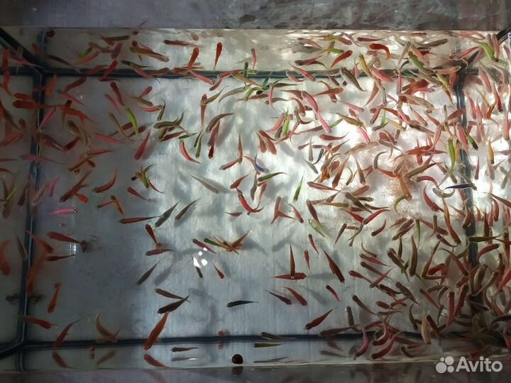 Данио Гло ; Меченосцы,Молинезии,Пецилии,Мох