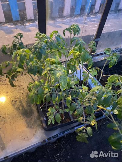 Помидоры, перцы