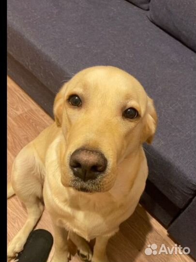 Вязка лабрадор девочка