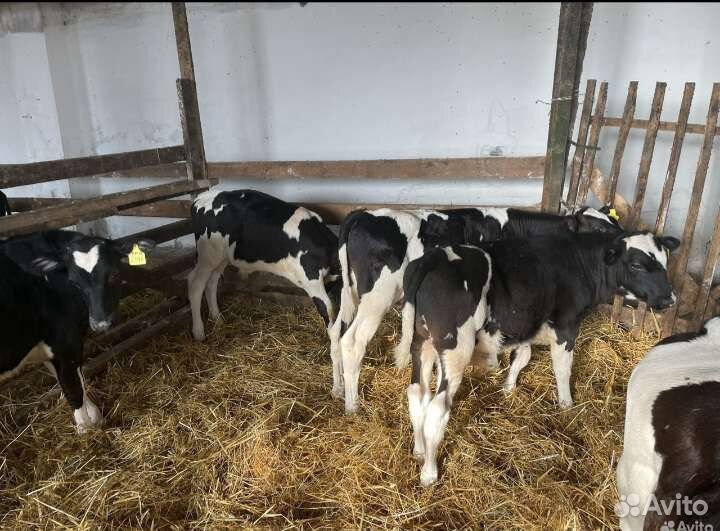 Телята бычки