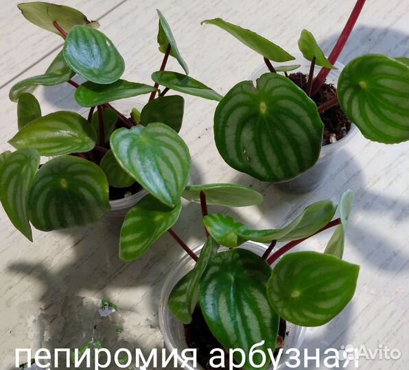 Стрептокарпус, мини фиалочки,хойя и другие