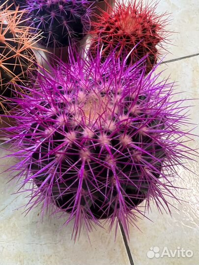 Эхинокактус грузони