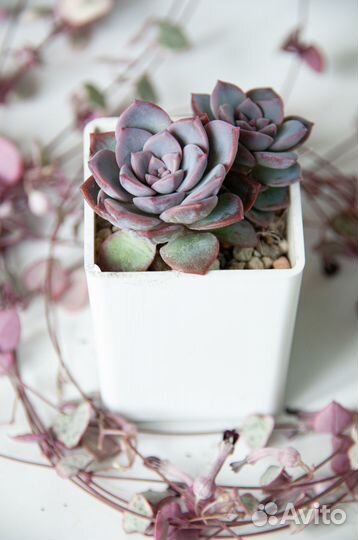 Суккуленты-3 эхеверии, пахиверии, граптоверия