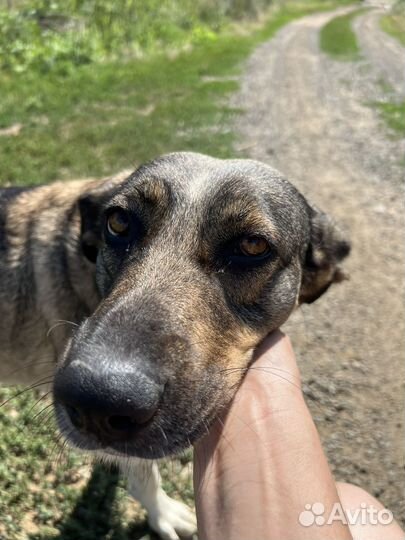 Собака ласковая 4 года в хорошие руки стерильна