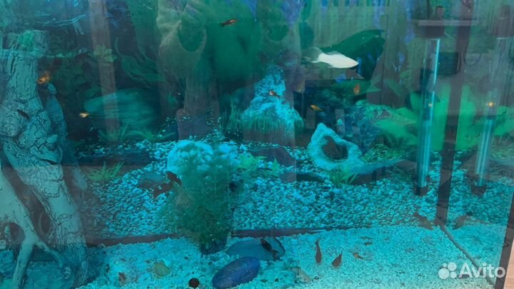 Рыбки моллинезии