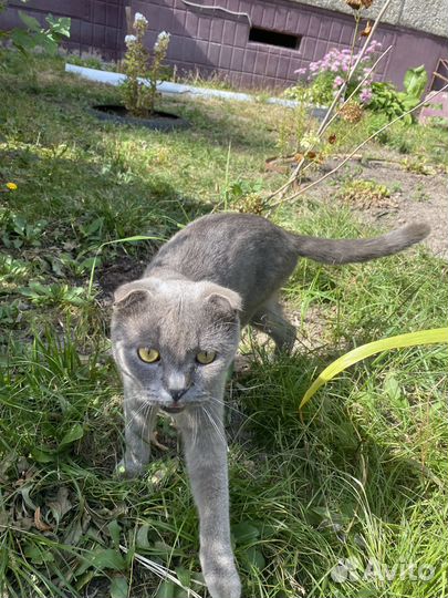 Британский котик вислоухий