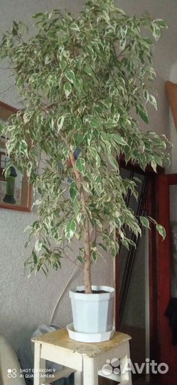 Фикус Бенджамина