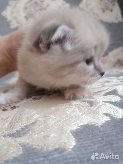 Вислоухая кошечка