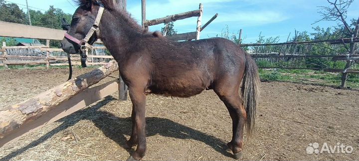 Шетлендские пони