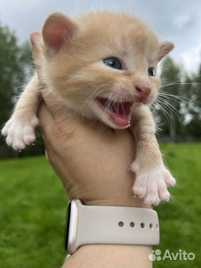 Котята солнышки в добрые руки