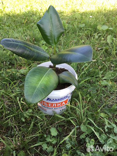 Фикус и толстянка / комнатные цветы