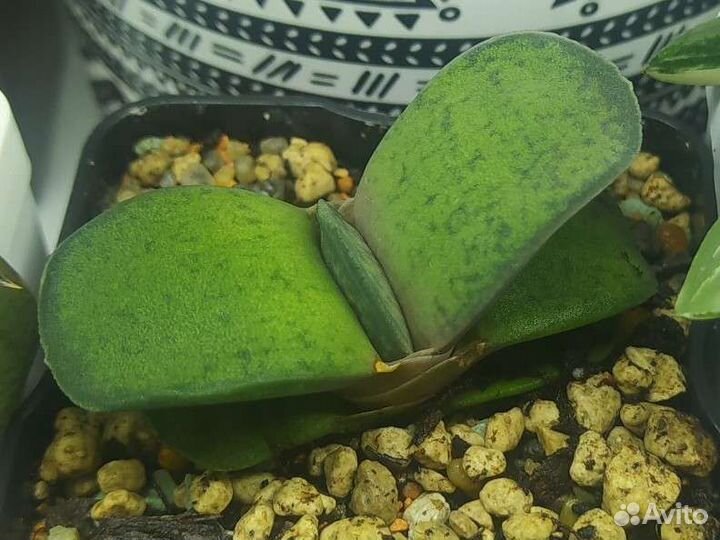 Гастерия Brachyphylla bayeri