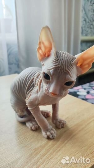 Канадский сфинкс