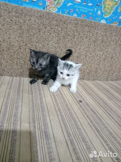 Кошка в дар