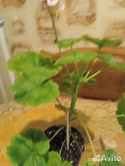 Пеларгония герань