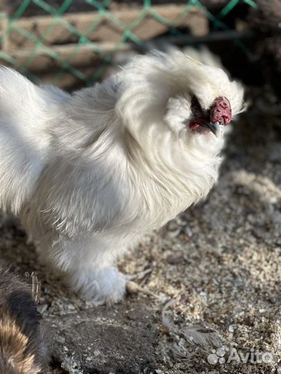 Яйцо инкубационное Китайские Шелковые