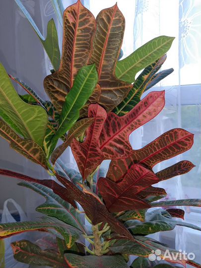 Кодиеум кротон Экселент