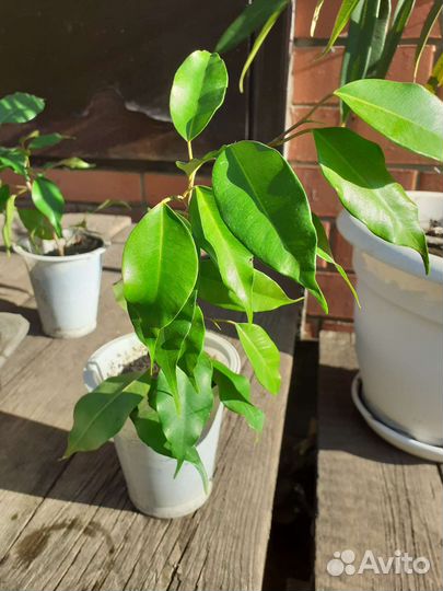 Комнатные цветы