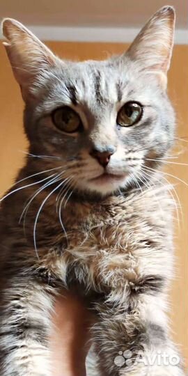 Мама с котятами в холодном подвале